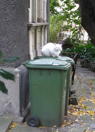 Schntalstrasse Zrich. Katze. white cat